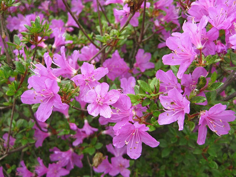 File:Rhododendron kiusianum in Ebino.jpg