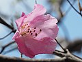 アケボノツツジの花（奈良県明神平）（2018年5月10日）