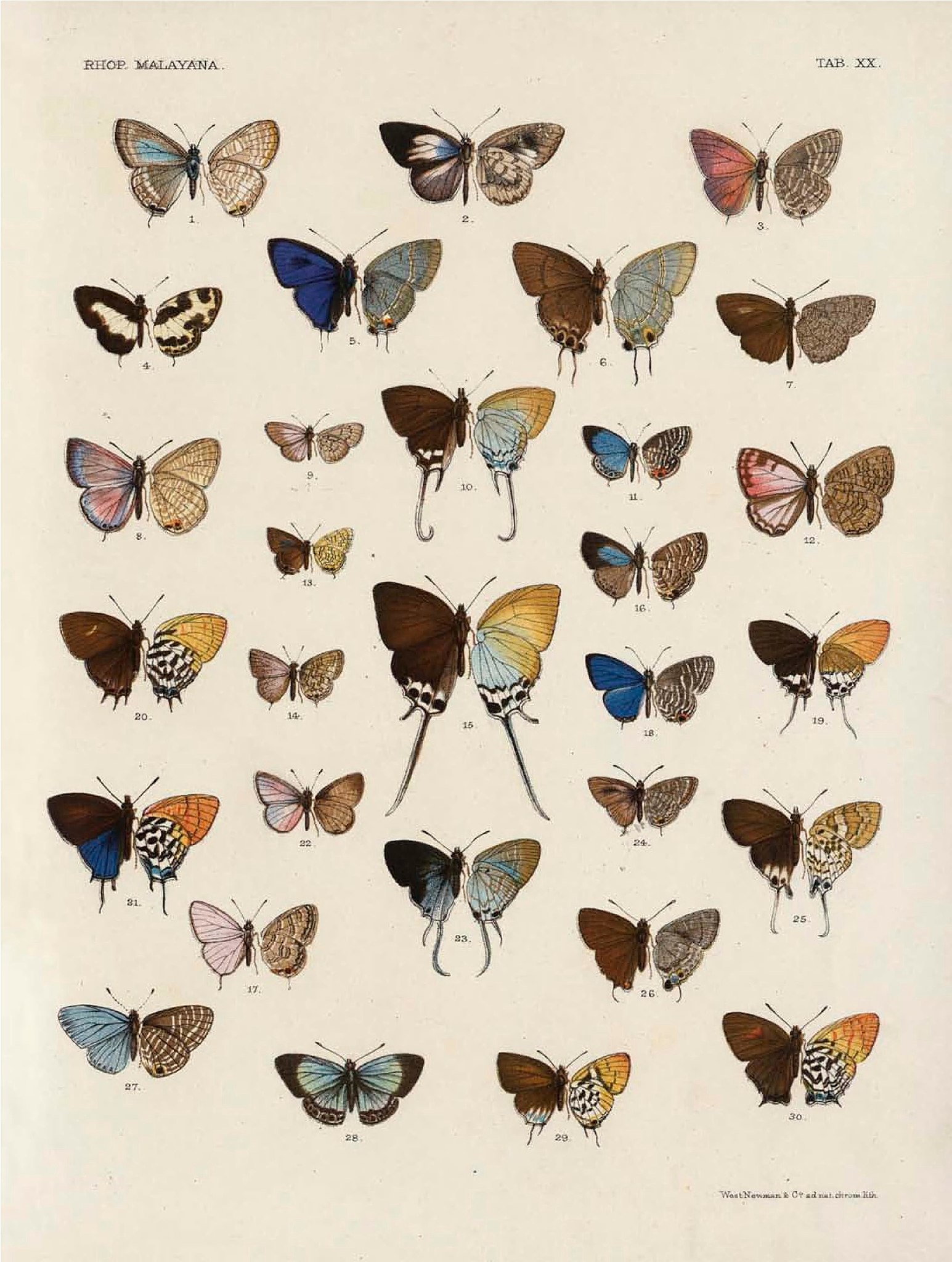 File:Rhopalocera Malayana -a description of the butterflies of the