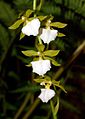 Rhynchostele bictoniensis albino form