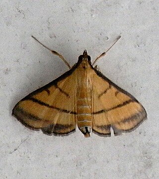 <i>Cnaphalocrocis</i> Genus of moths