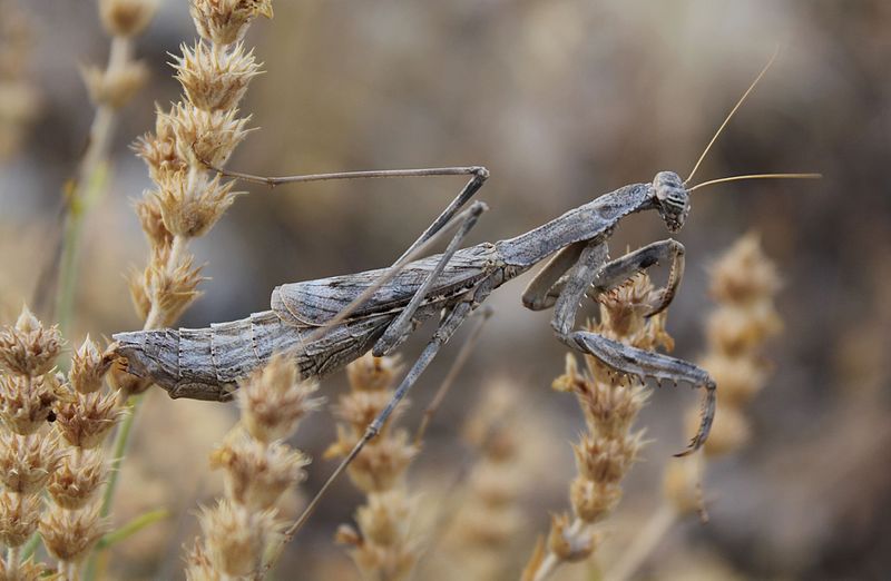 File:Rivetina baetica1.JPG