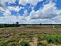 Miniatuur voor Bestand:Rivierduinen bergerbos2.jpg