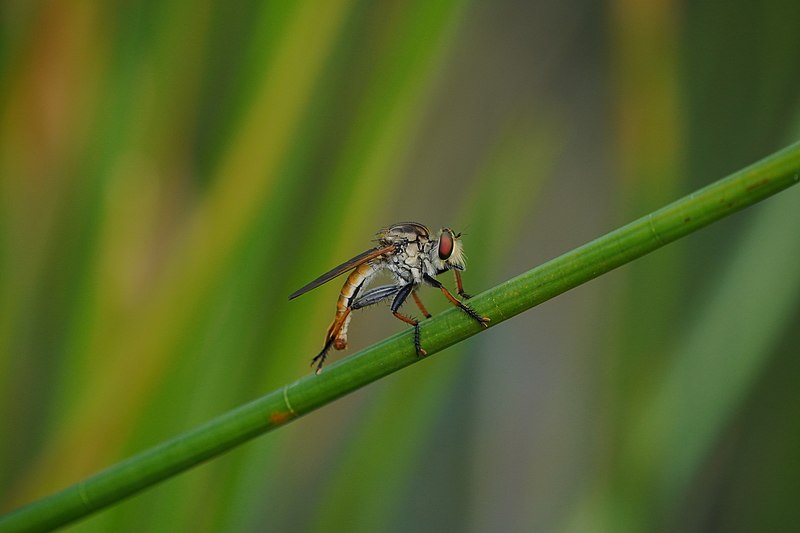 File:Robber fly 00216.jpg