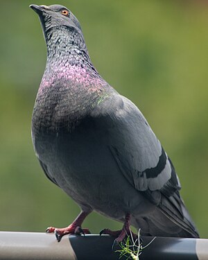 Rock Dove (Columba livia)