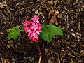 Rode ribes (Ribes sanguineum). Bloeit in het voorjaar.