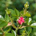 Rosa 'Amulett'. Bloemknop.