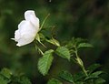 Kleinblütige Rose (Rosa micrantha)