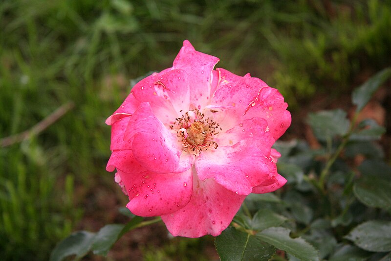 File:Rose Unknown 101 20070601.jpg