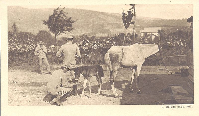 File:Rudolf Balogh - Battles of the Isonzo postcard 10.jpg