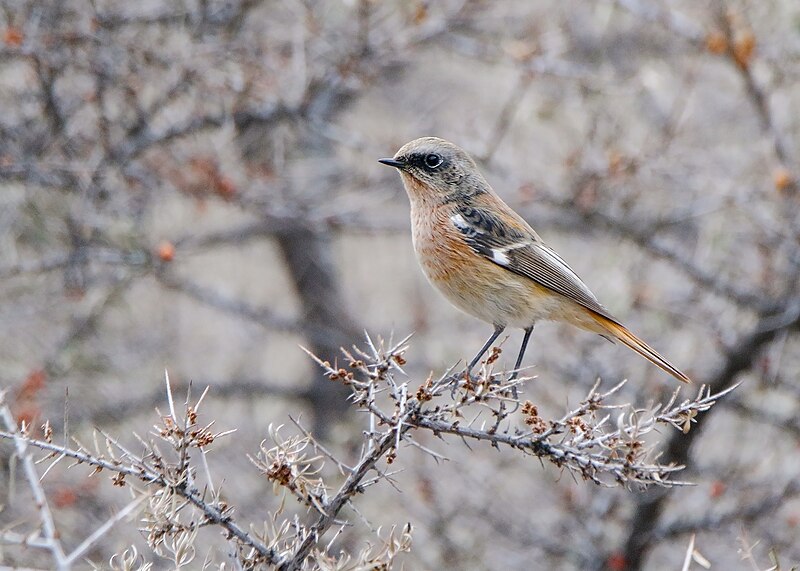 File:Rufous-backed Redstart (Phoenicurus erythronotus) (46199077142).jpg