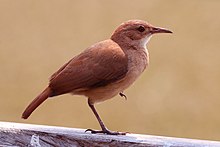 The national animal of Argentina is the Rufous hornero, a small songbird native to South America. Rufous hornero (Red ovenbird)(Furnarius rufus).JPG