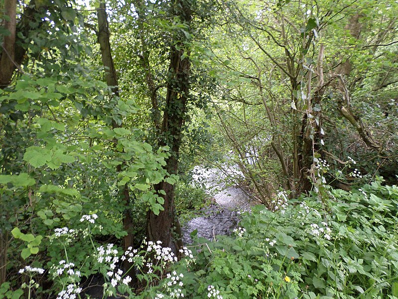 File:Ruisseau entre les arbres.JPG