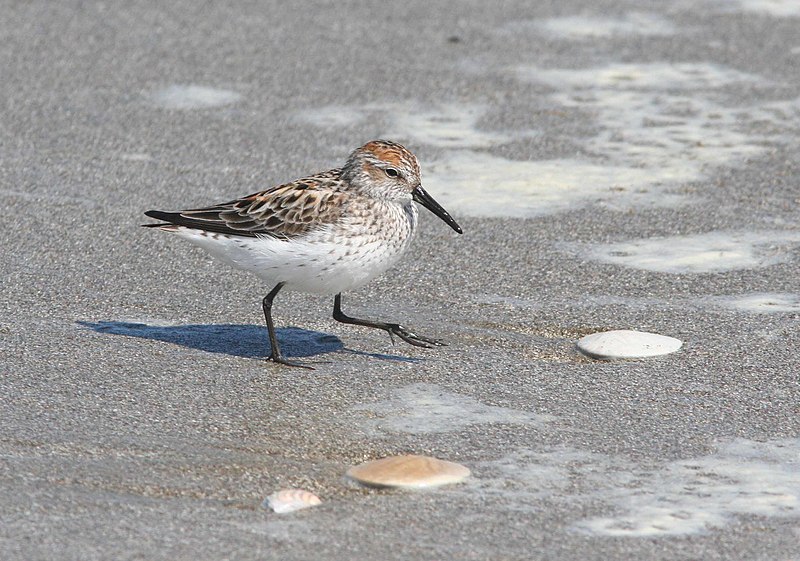 File:SANDPIPER, WESTERN (4-19-09) strand -07 (3453970200).jpg