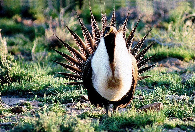 File:Sage-grouse (15759389805).jpg