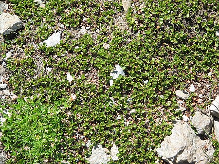Salix herbacea001.jpg