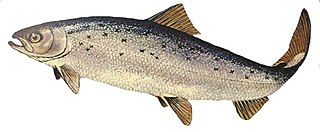<span class="mw-page-title-main">AquAdvantage salmon</span> Genetically modified Atlantic salmon