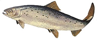 Salmo salar GLERL 1.jpg