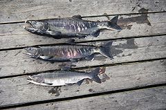 Salmon (breeding color).jpg