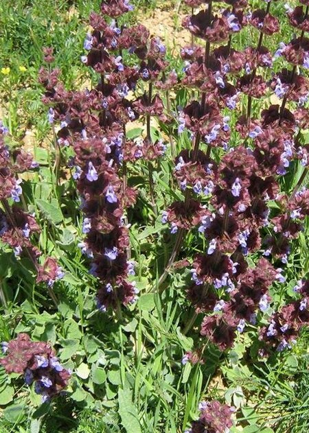 Salvia multicaulis.jpg