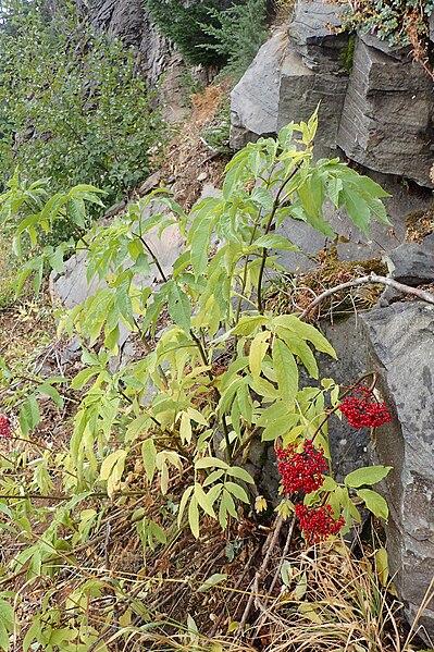 File:Sambucus racemosa kz09.jpg