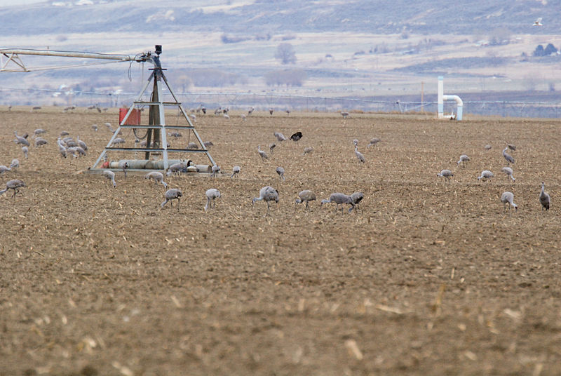 File:Sandhill Cranes and center-pivot irrigation posts.jpg