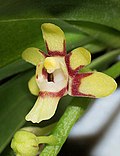 Sarcochilus hirticalcar (6475017173) - cropped.jpg