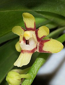 Sarcochilus hirticalcar (6475017173) - kesilgan.jpg