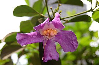 <i>Bignonia magnifica</i> Species of plant