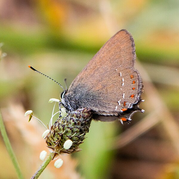 File:Satyrium esculi-Thècle du kermès-201606062.jpg