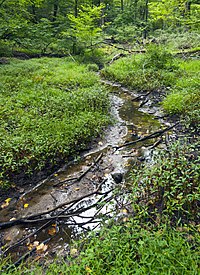 A narrow, partially dry creek runs between two plant-covered banks in a forest