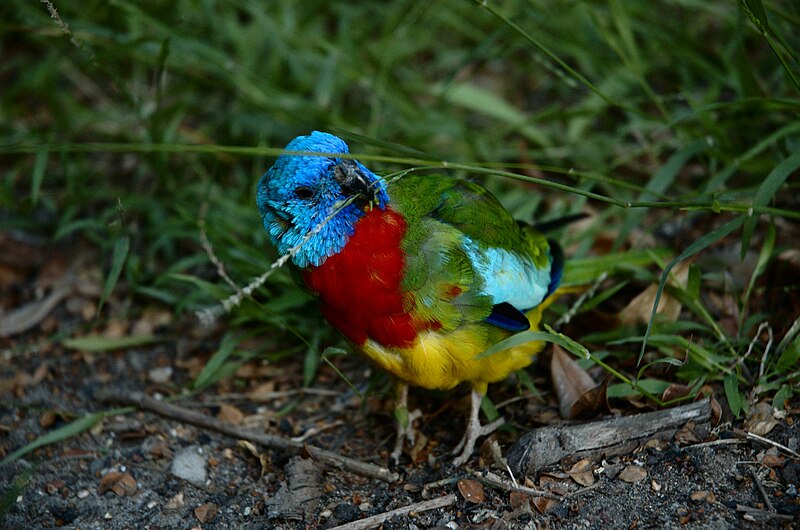 File:ScarletChestedParrot3.jpg