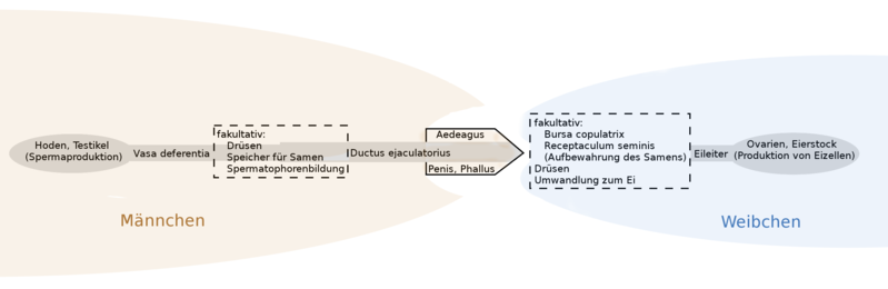 File:Schema Genitalia Insecta Spermaübertragung.png