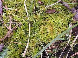 Pseudoscleropodium purum