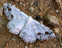 Scopula decorata01.jpg