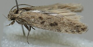 <i>Scrobipalpa obsoletella</i> Species of moth