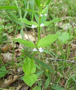 Scutellaria nervosa.jpg