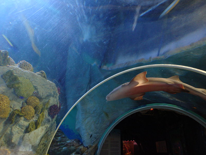 File:Sea Life Benalmádena A 117.JPG