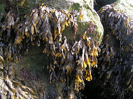 Fail:Seaweed_600.jpg