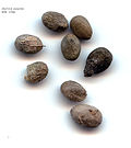 Seeds SeedsSalviaazurea.jpg