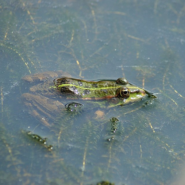 Pelophylax lessonae - Wikispecies