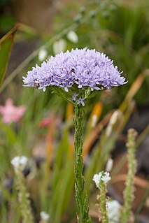 <i>Selago</i> Genus of flowering plants