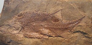 Fossil of Semionotus bergeri in the State Museum for Natural History Stuttgart.