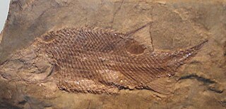 <i>Semionotus</i> Extinct genus of fishes