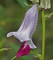 Sesamum indicum in Hyderabad, India.