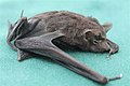 Seychelles sheath-tailed bat