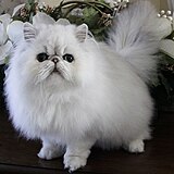 قط فارسي أبيض (أرشيف كومنز)
