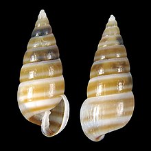 Shell Pyramidella guardiarioorum.jpg