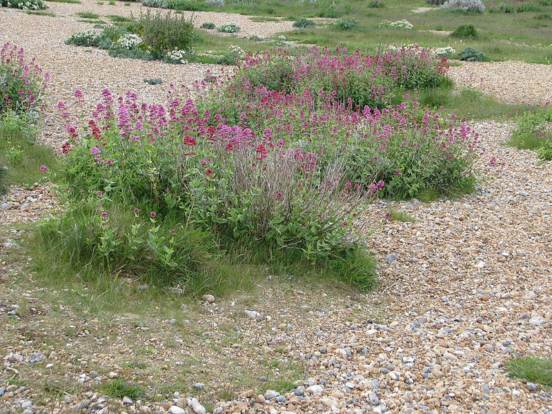 File:Shoreham beach - Flickr - peganum (2).jpg