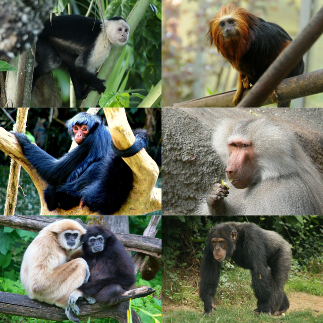 Gibbon, singe sans queue représenté par plusieurs espèces